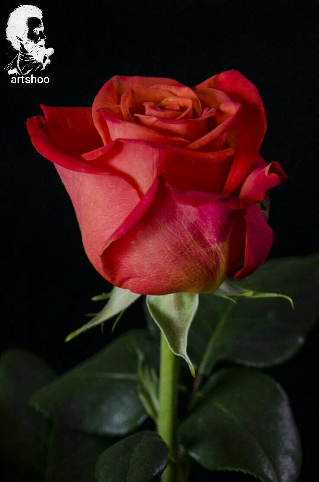 گل اورژینال رنگ روغن